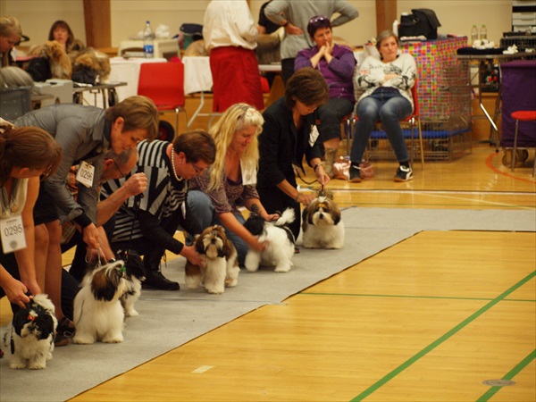 Shih Tzu Danmark